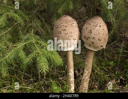 Champignons comestibles (Macrolepiota rhocodes) isolés sur fond blanc Banque D'Images
