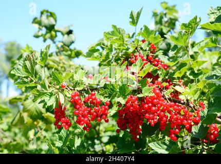 Les baies de cassis mûres (Ribes rubrum) récoltent dans le jardin sur la brousse de cassis. Banque D'Images