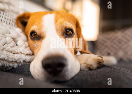 Chien beagle mâle adulte reposant dans un mobilier de jardin. Faible profondeur de champ. Banque D'Images