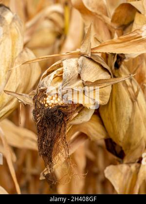 Champ de maïs (Zea mays) prêt pour la récolte.Champ agricole de maïs à l'automne. Banque D'Images