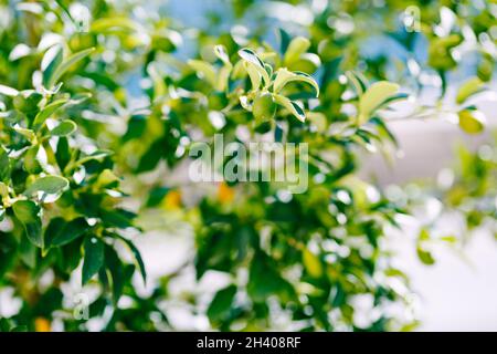 Fruit vert de kumquat ou fortunella sur un arbre. Banque D'Images