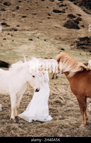 Destination Islande mariage séance photo avec des chevaux islandais. Une mariée vêque d'une robe blanche marche parmi un troupeau de chevaux dans un fiel Banque D'Images