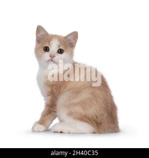 Adorable chaton de chat Manx sans queue, assis sur les côtés.Regarder vers un appareil photo avec des yeux doux de droive.Isolé sur un fond blanc. Banque D'Images