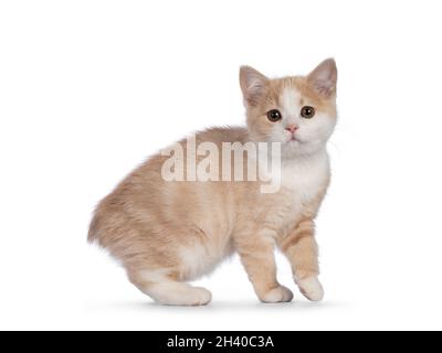 Adorable chaton de chat Manx sans feux arrière, tourné vers l'appareil photo.Regarder vers un appareil photo avec des yeux doux de droive.Isolé sur un fond blanc. Banque D'Images