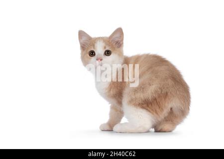 Adorable chaton de chat Manx sans queue, en tournant le mouvement montrant la souche.Regarder vers un appareil photo avec des yeux doux de droive.Isolé sur un fond blanc. Banque D'Images