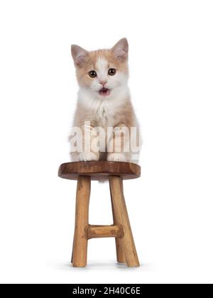 Adorable chaton de chat Manx sans queue, assis face à l'avant sur un petit tabouret en bois avec la bouche ouverte.Regarder vers un appareil photo avec des yeux doux de droive.Isoler Banque D'Images