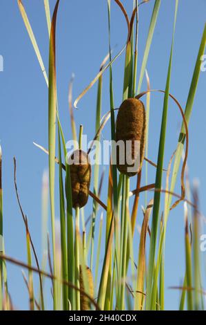 Typha laxmannii, queue de chat gracieuse Banque D'Images