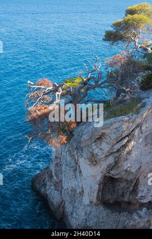 L'Isole Tremiti, Foggia, Italie - juillet 2021 : arbre le long de la côte de San Domino. Banque D'Images