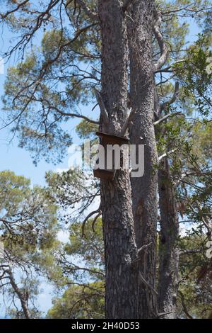 L'Isole Tremiti, Foggia, Italie - juillet 2021 : maison d'oiseau en bois sur un arbre à San Domino. Banque D'Images