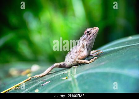 Sueur de sang indien (lézard de jardin commun, calotes versicolor, femelle couleur d'hiver) Banque D'Images