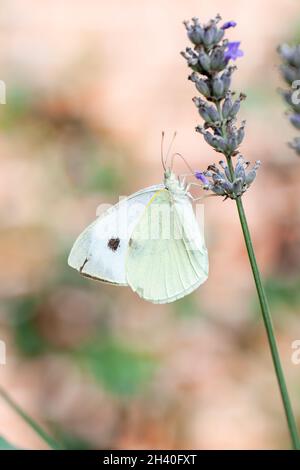 Brimstone commun, Gonepteryx rhamni, ou papillon de chou, sur une plante de lavande. Banque D'Images