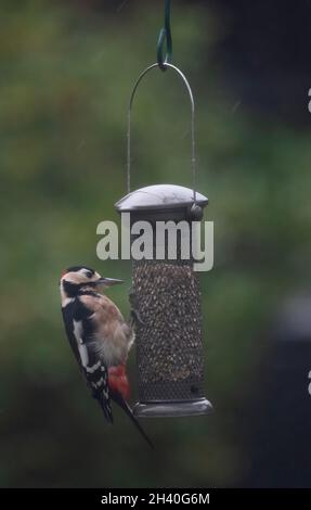 Wimbledon, Londres, Royaume-Uni.31 octobre 2021.Un grand pic tacheté reste indissuasif lorsqu'il se nourrit d'un mangeoire à oiseaux de jardin balançoire en cas de vent fort et de forte pluie.Crédit : Malcolm Park/Alay Live News Banque D'Images