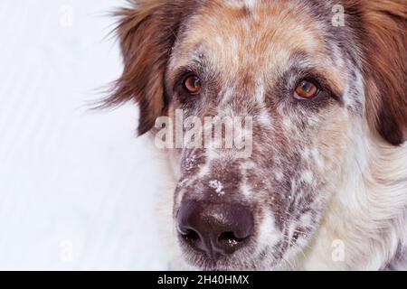 Un chien attentif, un portrait Banque D'Images