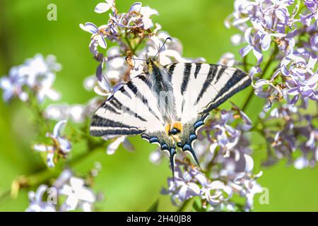 Machaon rare Banque D'Images