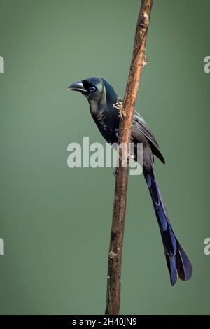 Image de la Treepie à queue de Racquet (Crypsirina temia) perchée sur une branche sur fond de nature.Oiseau.Animaux. Banque D'Images