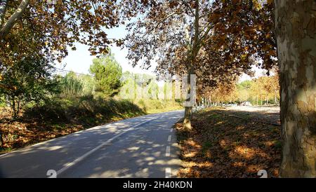 Promenade Sycamoro dans la forêt du Parc naturel de Collserola, Barcelone, Catalogne, Espagne, Europe Banque D'Images