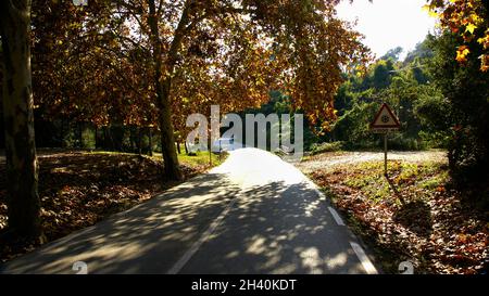 Promenade Sycamoro dans la forêt du Parc naturel de Collserola, Barcelone, Catalogne, Espagne, Europe Banque D'Images