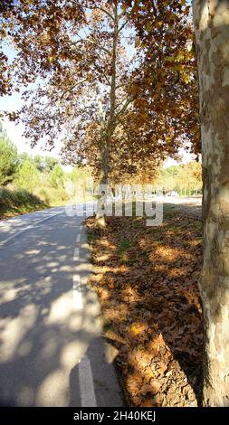 Promenade Sycamoro dans la forêt du Parc naturel de Collserola, Barcelone, Catalogne, Espagne, Europe Banque D'Images