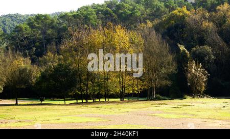 Promenade Sycamoro dans la forêt du Parc naturel de Collserola, Barcelone, Catalogne, Espagne, Europe Banque D'Images