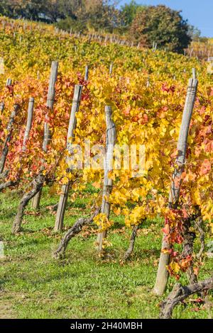 Vignobles du Piémont Banque D'Images