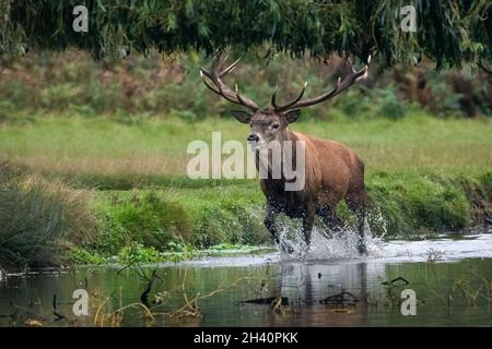 Red Deer à Lake, Bushy Park, Londres Banque D'Images