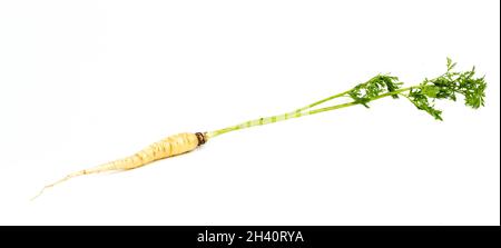 Bouquet de carottes blanches fraîches et sauvages isolées sur fond blanc Banque D'Images