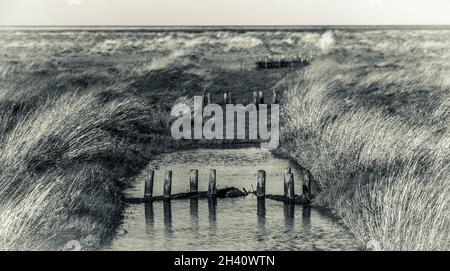 Image monochrome teintée d'un ancien drain de marais recouvert d'herbe et de Rush dans un grand marais ouvert sur la frontière de Lincolnshire et Norfolk avec des poteaux en bois Banque D'Images