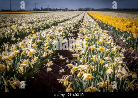 Production commerciale de jonquilles à Spalding, Lincolnshire Banque D'Images