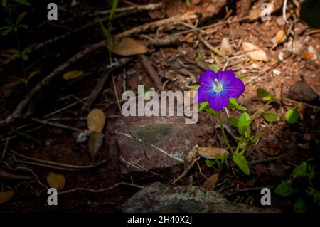 Une seule fleur pourpre semblable à Vinca qui pousse dans un environnement aride Banque D'Images