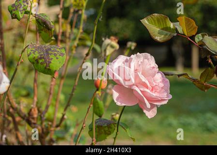 Mystérieux conte de fées printemps floral large bannière panoramique avec fabuleux fleurs roses fleurs été fantastique jardin sur flou ensoleillé brillant brillant Banque D'Images