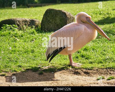 pelican en parc ornithologique debout et détaillé. belles oiseaux de mer intéressant à observer Banque D'Images