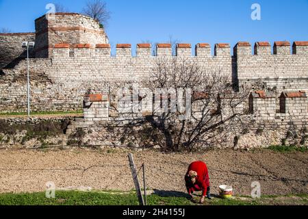 Istanbul, Turquie - 03-04-2017:murs byzantins historiques et une agricultrice travaillant dans le jardin, Istanbul Banque D'Images