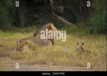 Lion et ses petits dans la Savannah Banque D'Images
