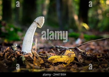 Le Phallus impudicus Linné dans la forêt. Photo a été prise dans le milieu naturel. Banque D'Images