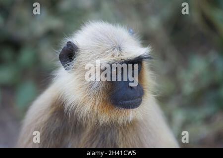 Gris Langur à Ranthambhore N.P.- Inde Banque D'Images