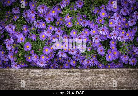 Fleurs de lilas bleues de Symphyotrichum novi-belgii ou d'aster de New York ou de Michaelmas Marguerite avec de la pluie ou de l'eau de rosée sur l'ancien bois gris abîmé Banque D'Images