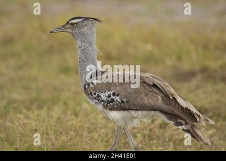 Kori Bustard dans la Savannah Banque D'Images