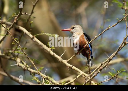 Kingfisher à tête grise sur une succursale Banque D'Images