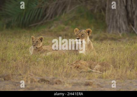 La lionne et son Cub dans la savane Banque D'Images