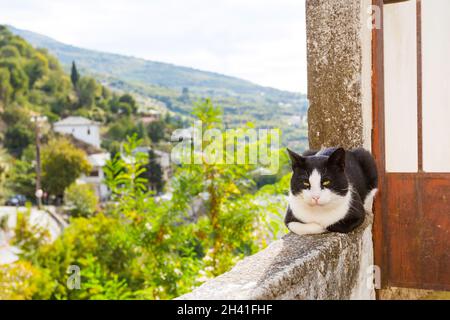 Cat et vue aérienne du village grec Banque D'Images