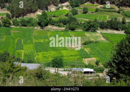 Économie et agriculture dans le nord de la Grèce champs de tabac entre Xanthi, en Macédoine orientale et en Thrace, et les frontières bulgares Banque D'Images