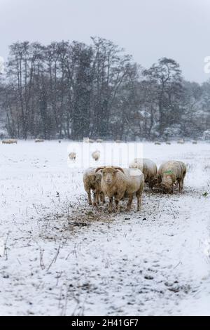 Un troupeau de moutons qui broutage dans un paysage enneigé dans la campagne du Suffolk pendant une rare tempête de neige épaisse Banque D'Images