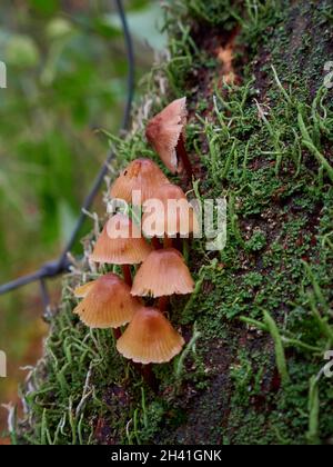 Un champignon pousse sur un tronc d'arbre recouvert de mousse Banque D'Images