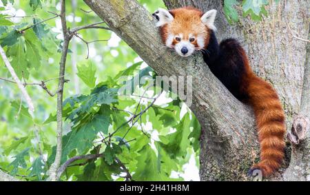 Panda rouge - Ailurus fulgens - portrait.Animal mignon reposant paresseux sur un arbre. Banque D'Images