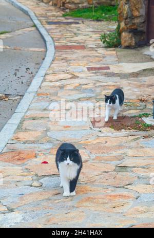 Deux chats noirs et blancs dans la rue. Banque D'Images