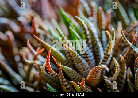 Gros plan résumé de Haworthiopsis fasciata ou Haworthia fasciata ou Haworthia Zebra succulent.Mise au point sélective. Banque D'Images