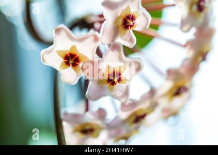 Gros plan de fleurs roses blanches en forme d'étoile de carnosa de Hoya ou de fleur de porcelaine ou de cire. Plante maison commune avec feuillage cireux vert foncé et doux Banque D'Images