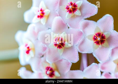 Gros plan de fleurs roses blanches en forme d'étoile de carnosa de Hoya ou de fleur de porcelaine ou de cire. Plante maison commune avec feuillage cireux vert foncé et doux Banque D'Images