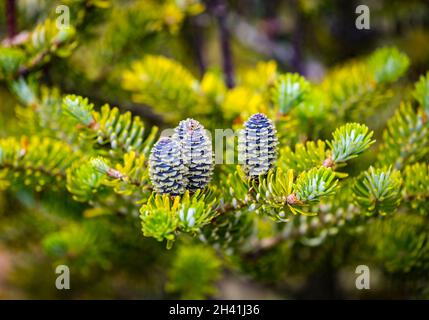 Gros plan de jeunes cônes bleus sur les branches de sapin Abies koreana ou Korean Fir au printemps sur fond de bokeh de jardin vert.Mise au point sélective.Beauti Banque D'Images