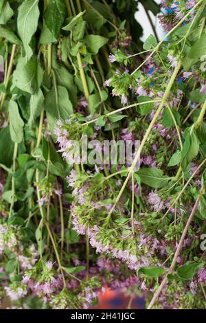 Origanum est un genre de plantes vivaces et de sous-arbustes de la famille des Lamiaceae.Les plantes ont des feuilles fortement aromatiques et un flux tubulaire abondant Banque D'Images